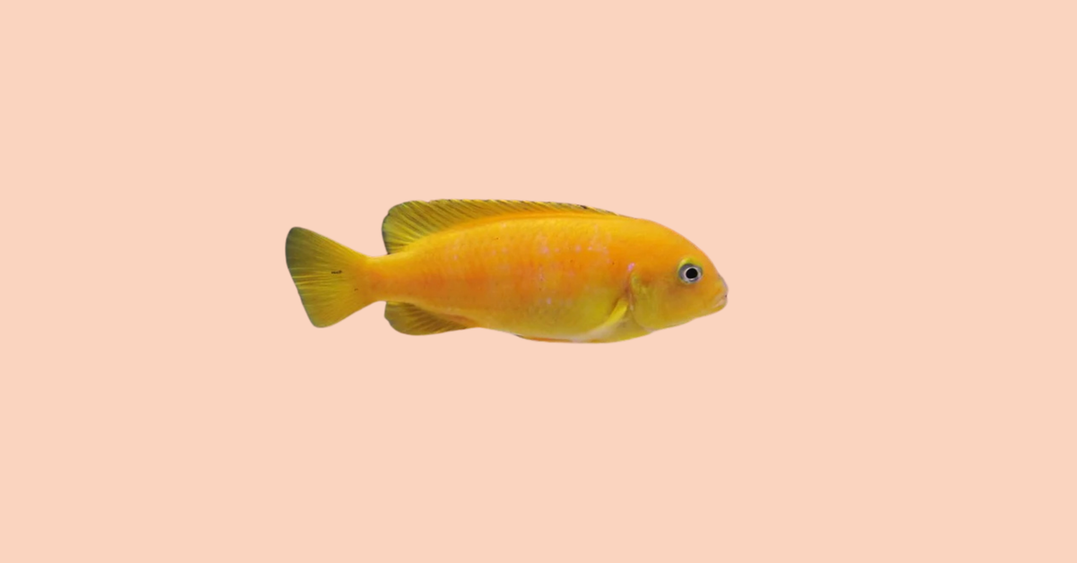 Akvariumo žuvys