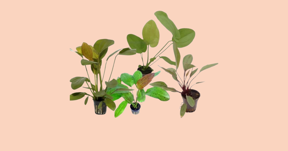 Akvariumo augalai
