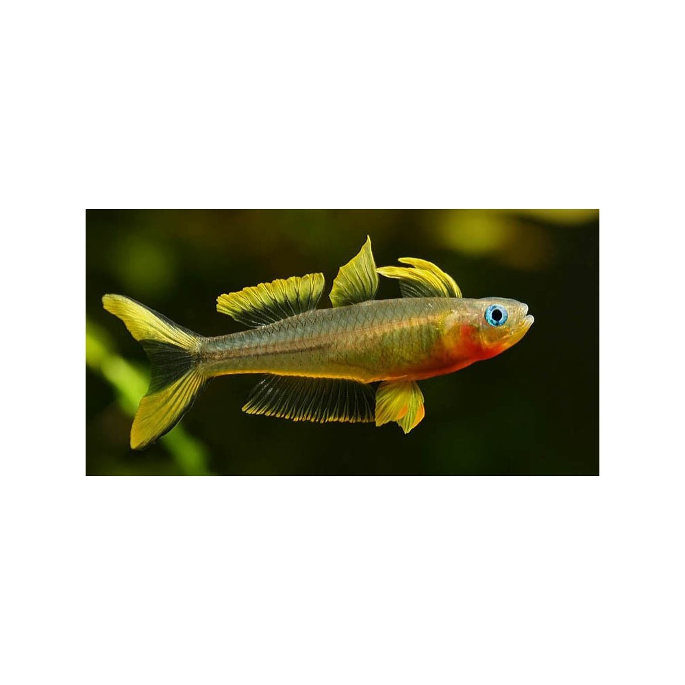 Furkatusas