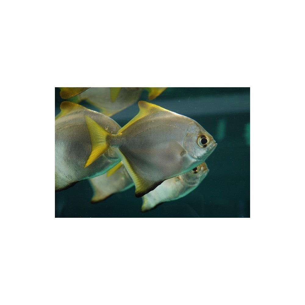 Monodaktilusas