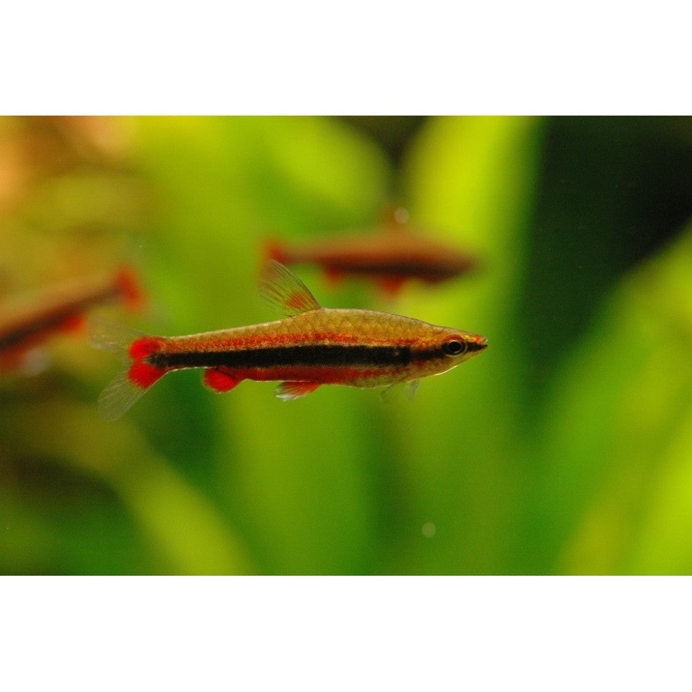 Nannostomusas