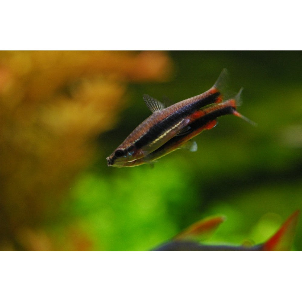 Nannostomusas