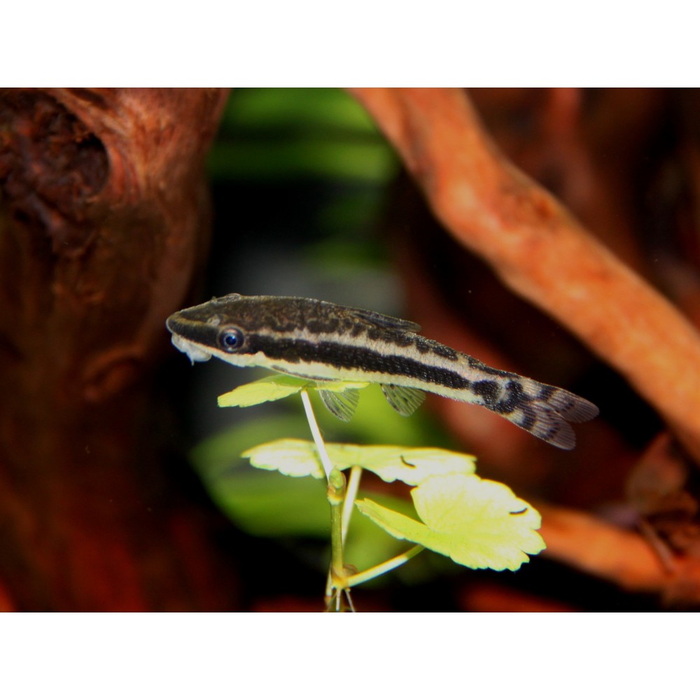 Otocinklusas