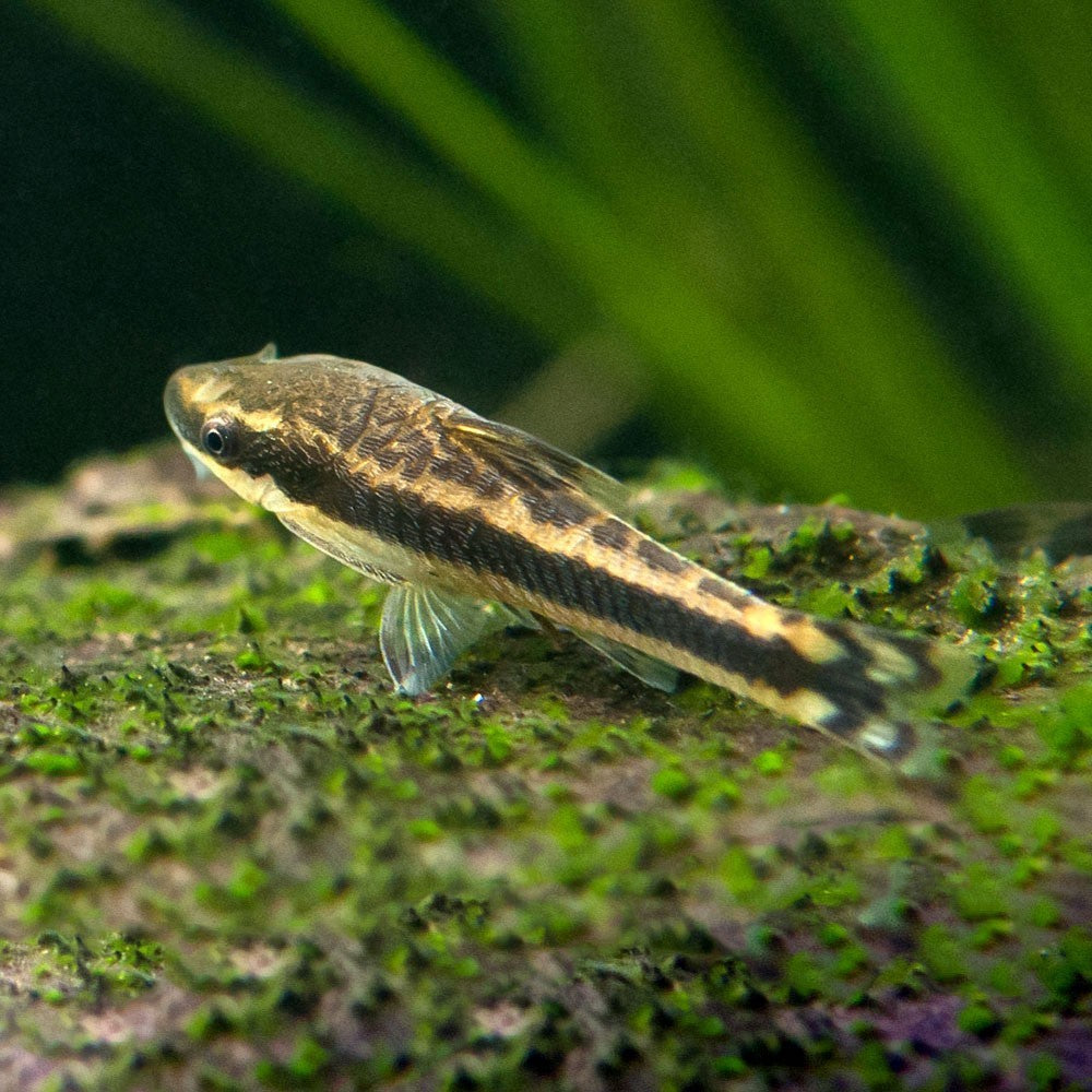 Otocinklusas