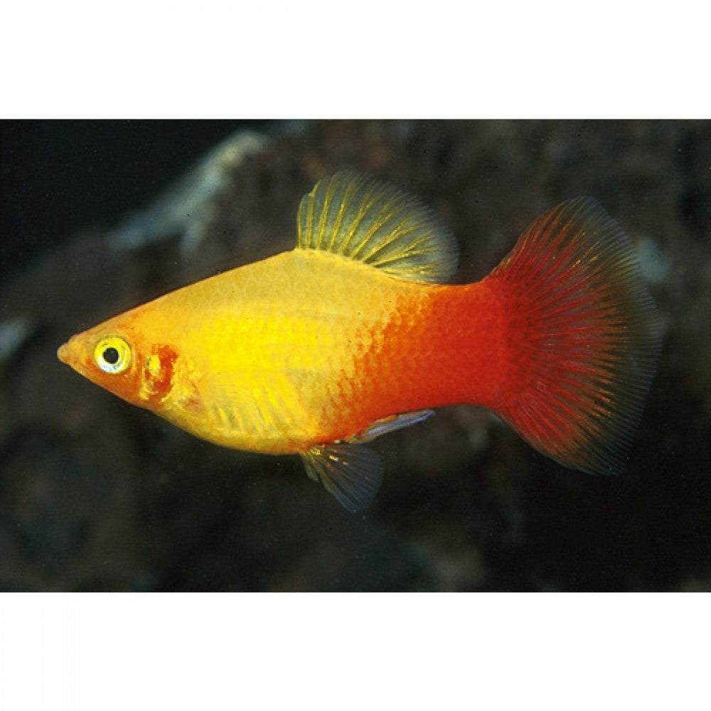 Pecilija