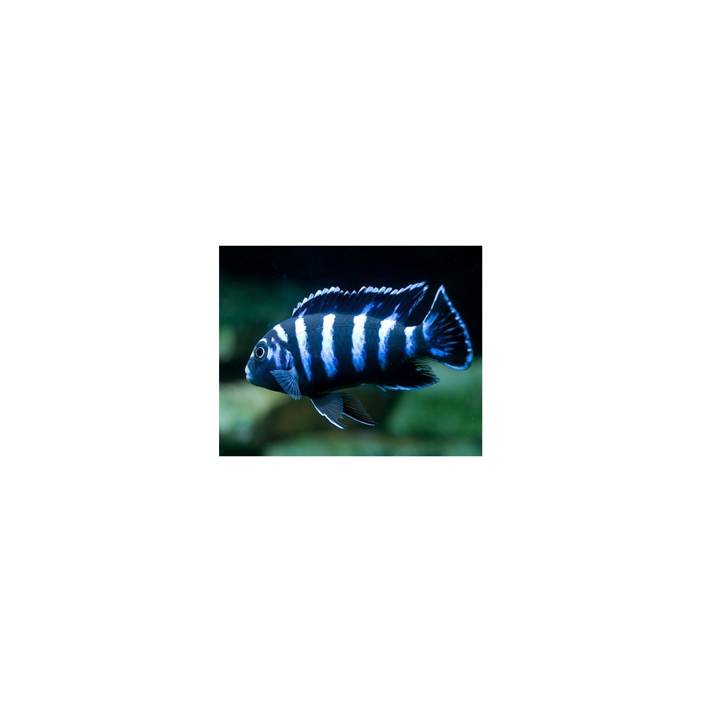 Pseudotropheus demasoni
