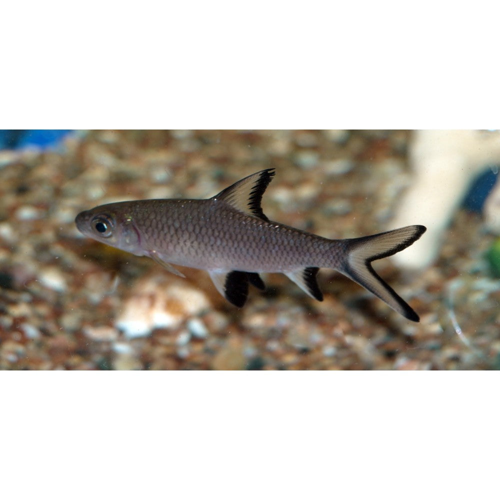 Ryklinis barbusas