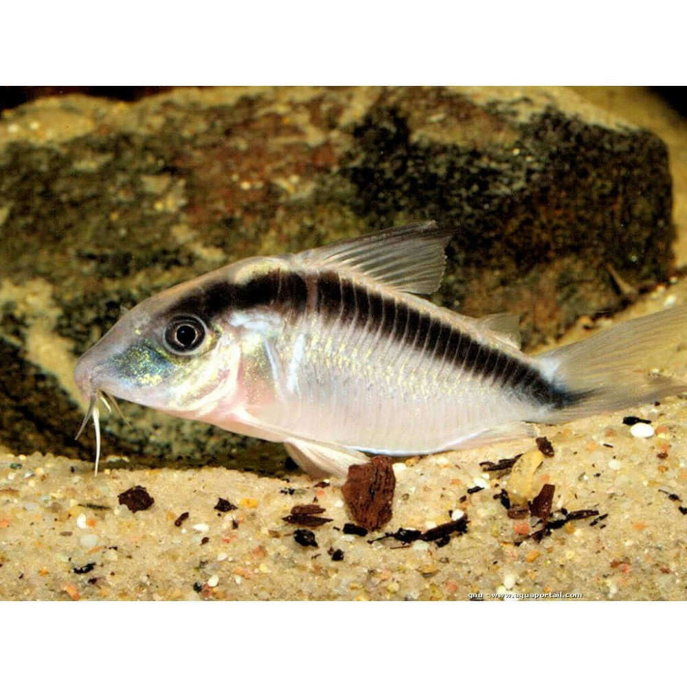 Šamukas arcuatus