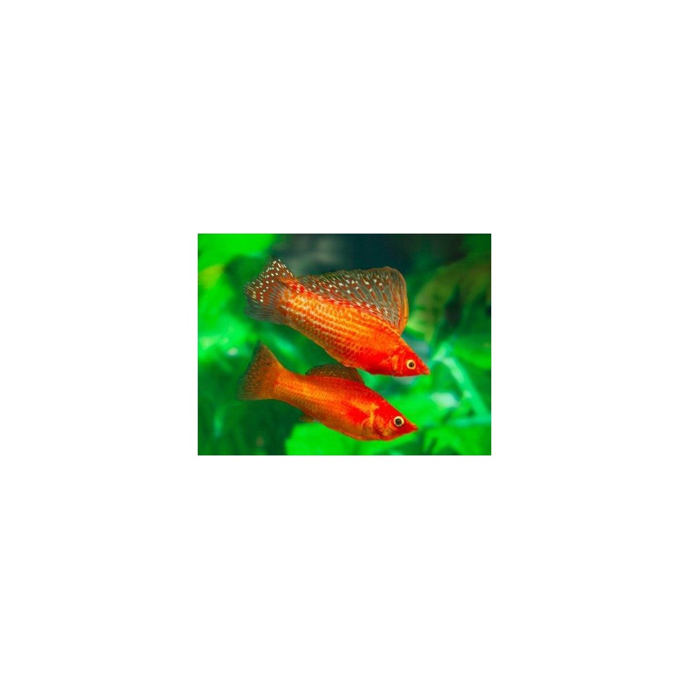 Velifera