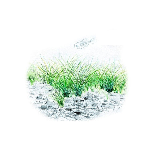 Akvariumo augalas Eleocharis parvula
