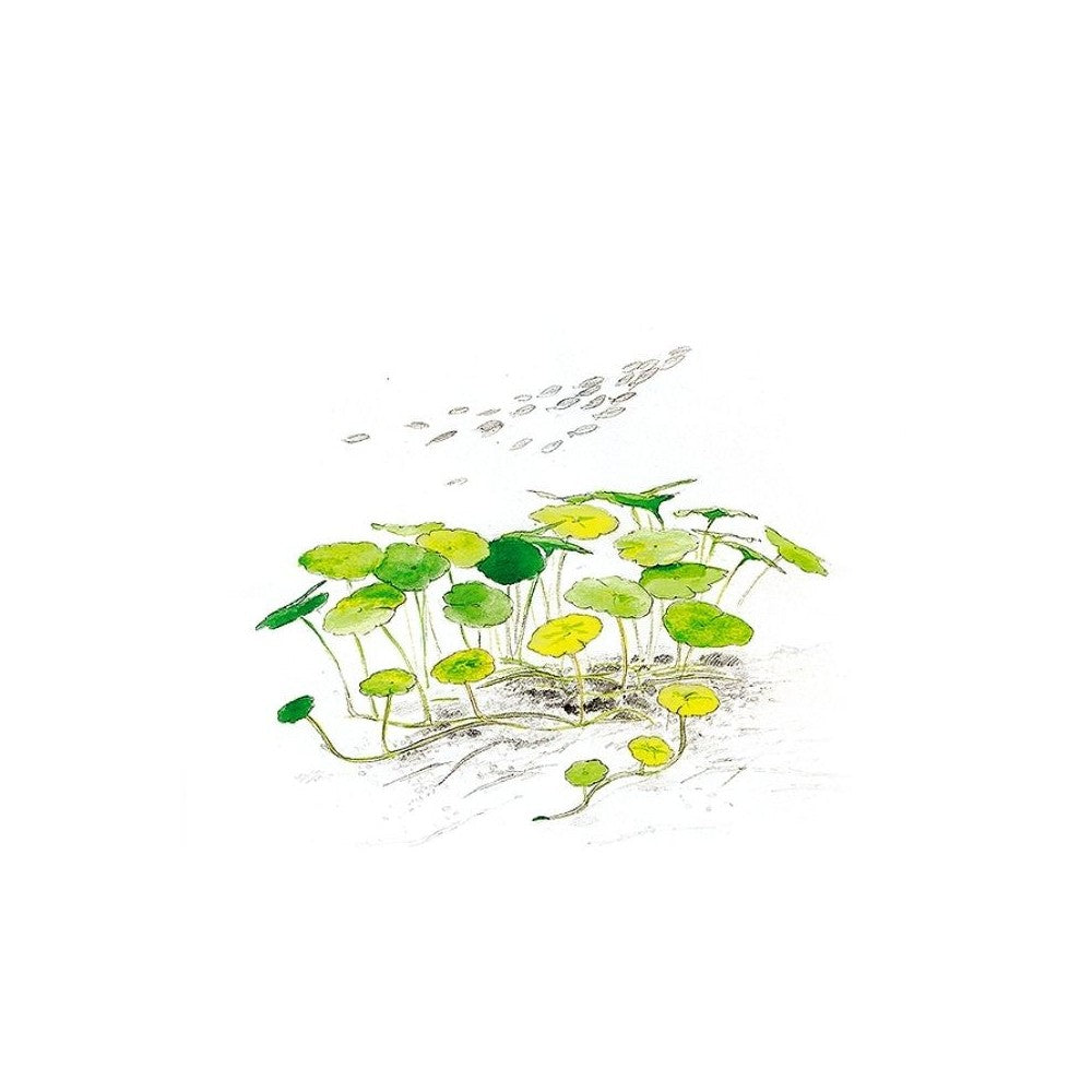 Akvariumo augalas Hydrocotyle verticillata