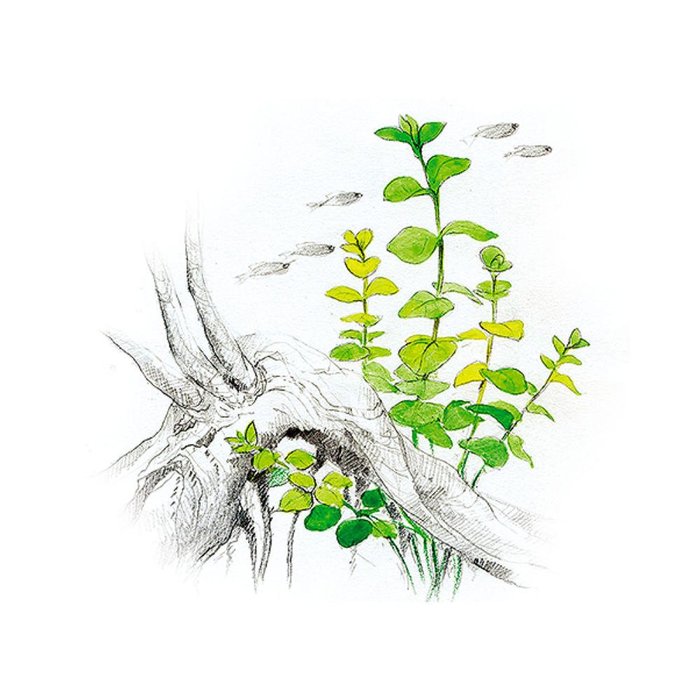 Akvariumo augalas Lysimachia nummularia