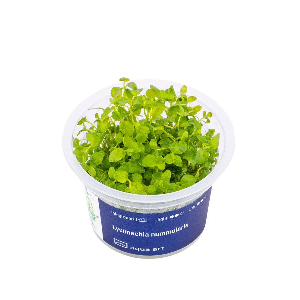 Akvariumo augalas Lysimachia nummularia