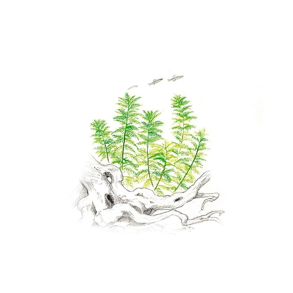 Akvariumo augalas Myriophyllum mattogrossense