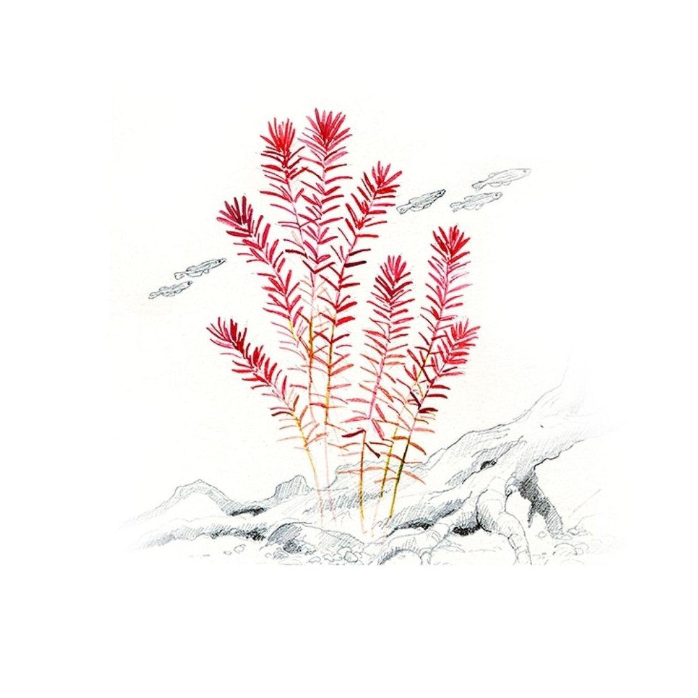 Akvariumo augalas Rotala rotundifolia