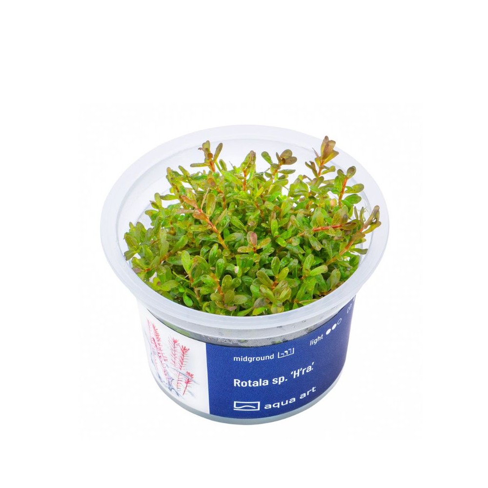 Akvariumo augalas Rotala sp. H'ra