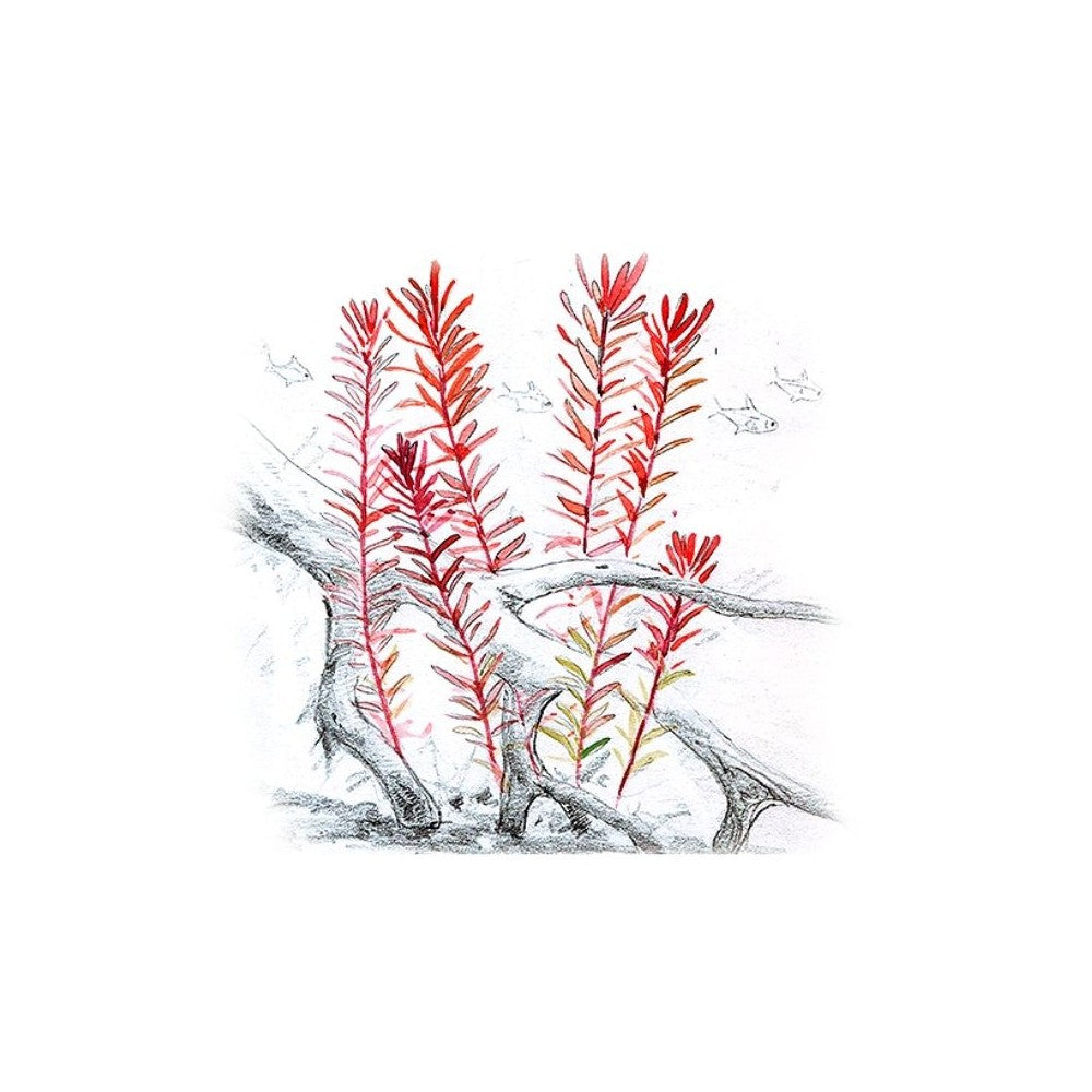 Akvariumo augalas Rotala sp. H'ra