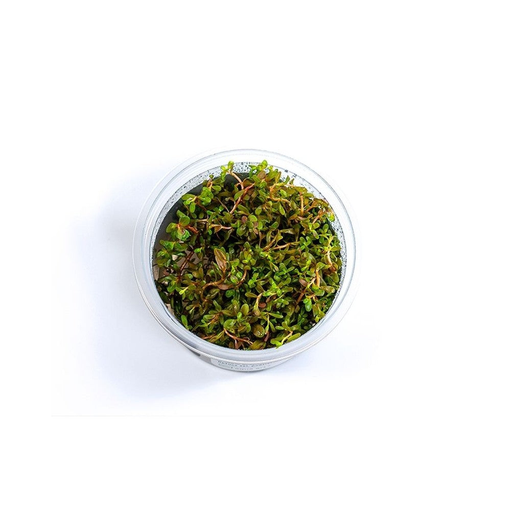 Akvariumo augalas Rotala sp. H'ra