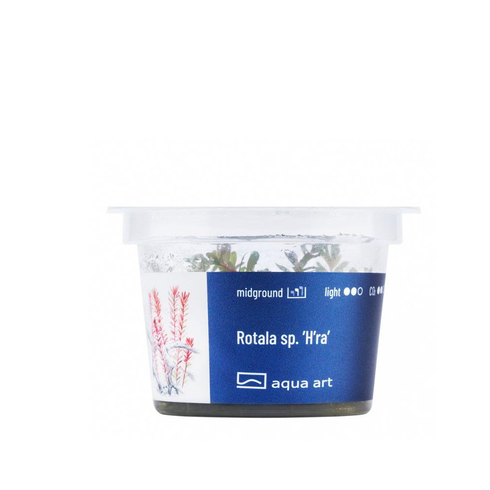 Akvariumo augalas Rotala sp. H'ra