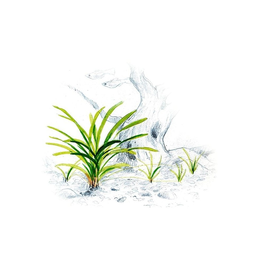 Akvariumo augalas Sagittaria subulata
