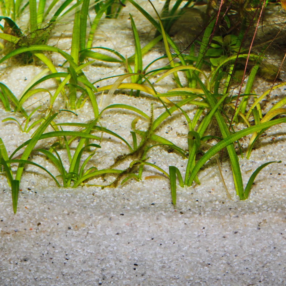 JBL gruntas Sansibar River 5 kg (0,8 mm)
