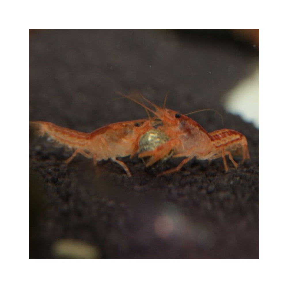 JBL ProNovo Crabs Wafer M pašaras krabams ir krevetėms 100 ml