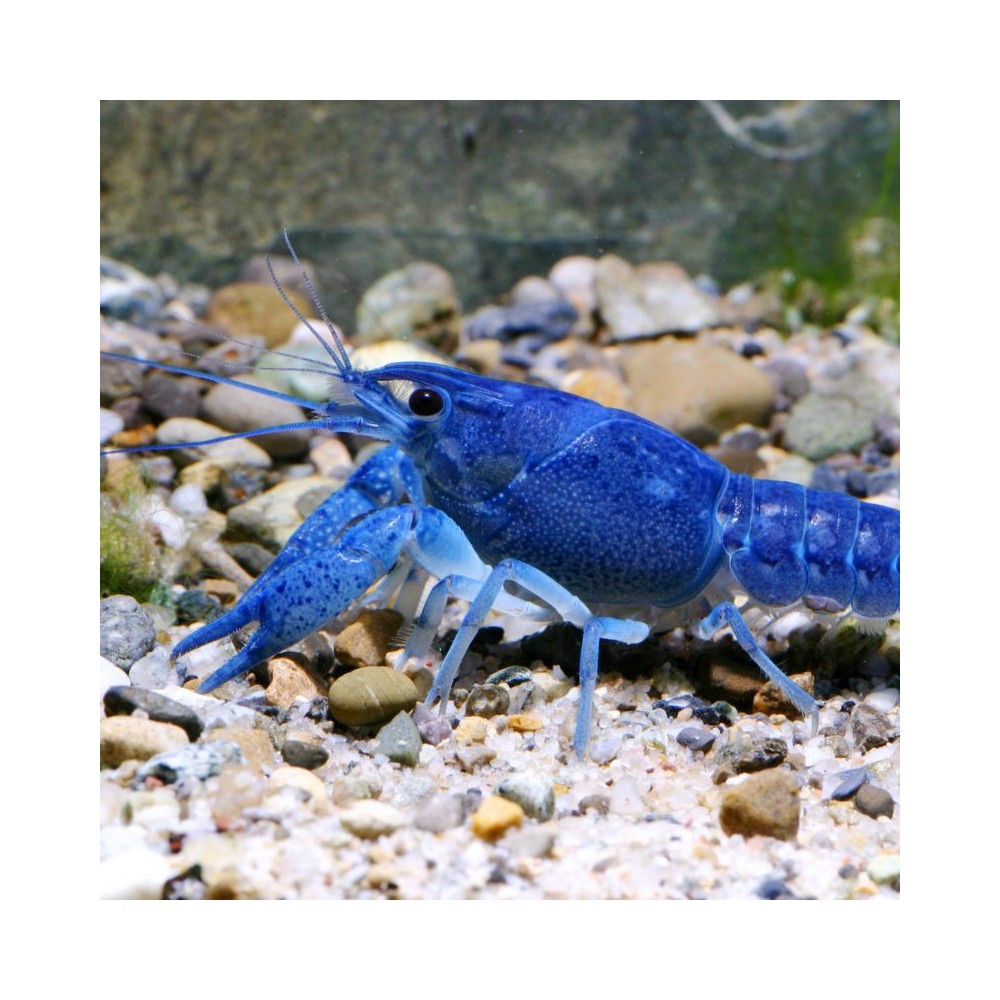JBL ProNovo Crabs Wafer M pašaras krabams ir krevetėms 250 ml