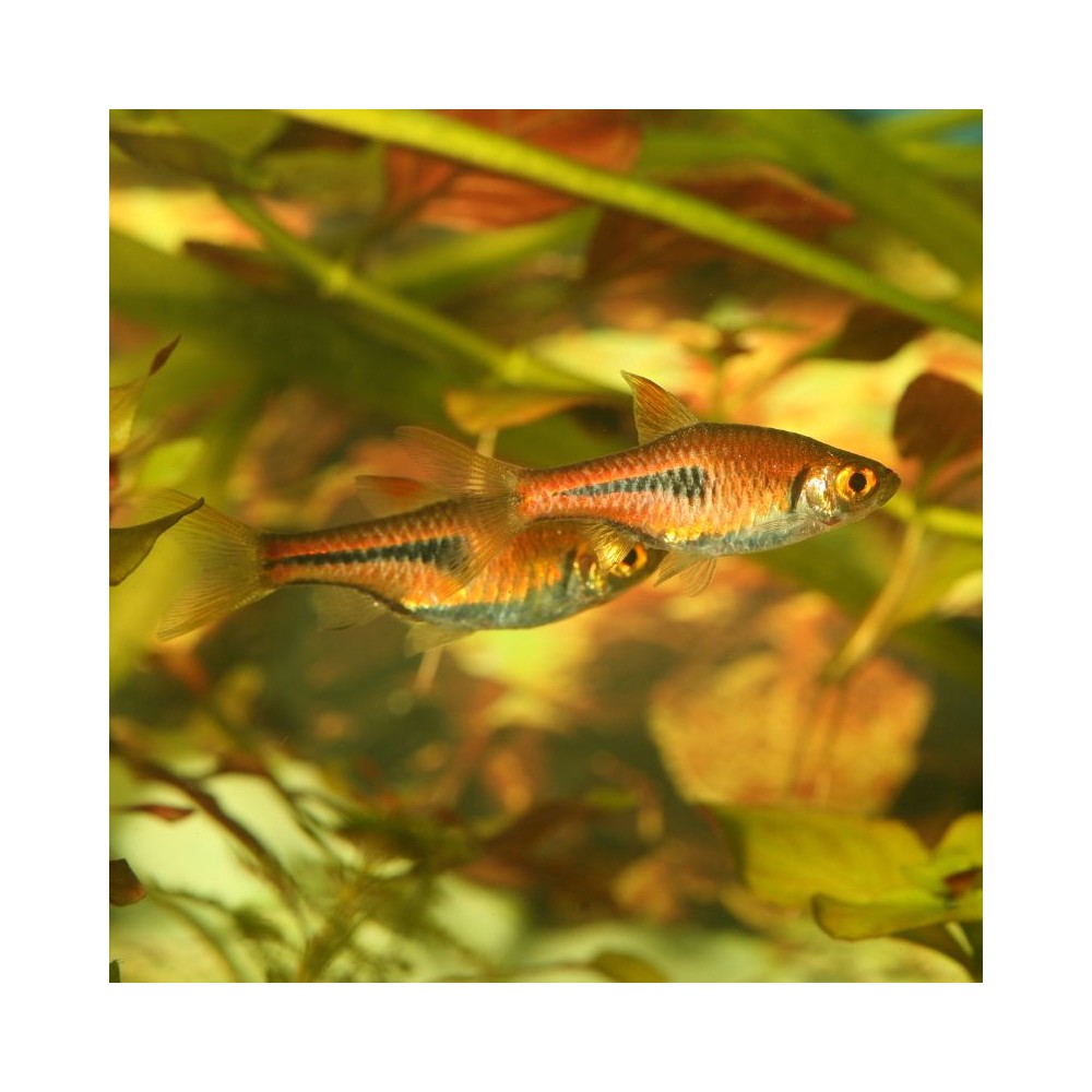 ProNovo Danio Grano XS universalus pašaras žuvims 100 ml (click)