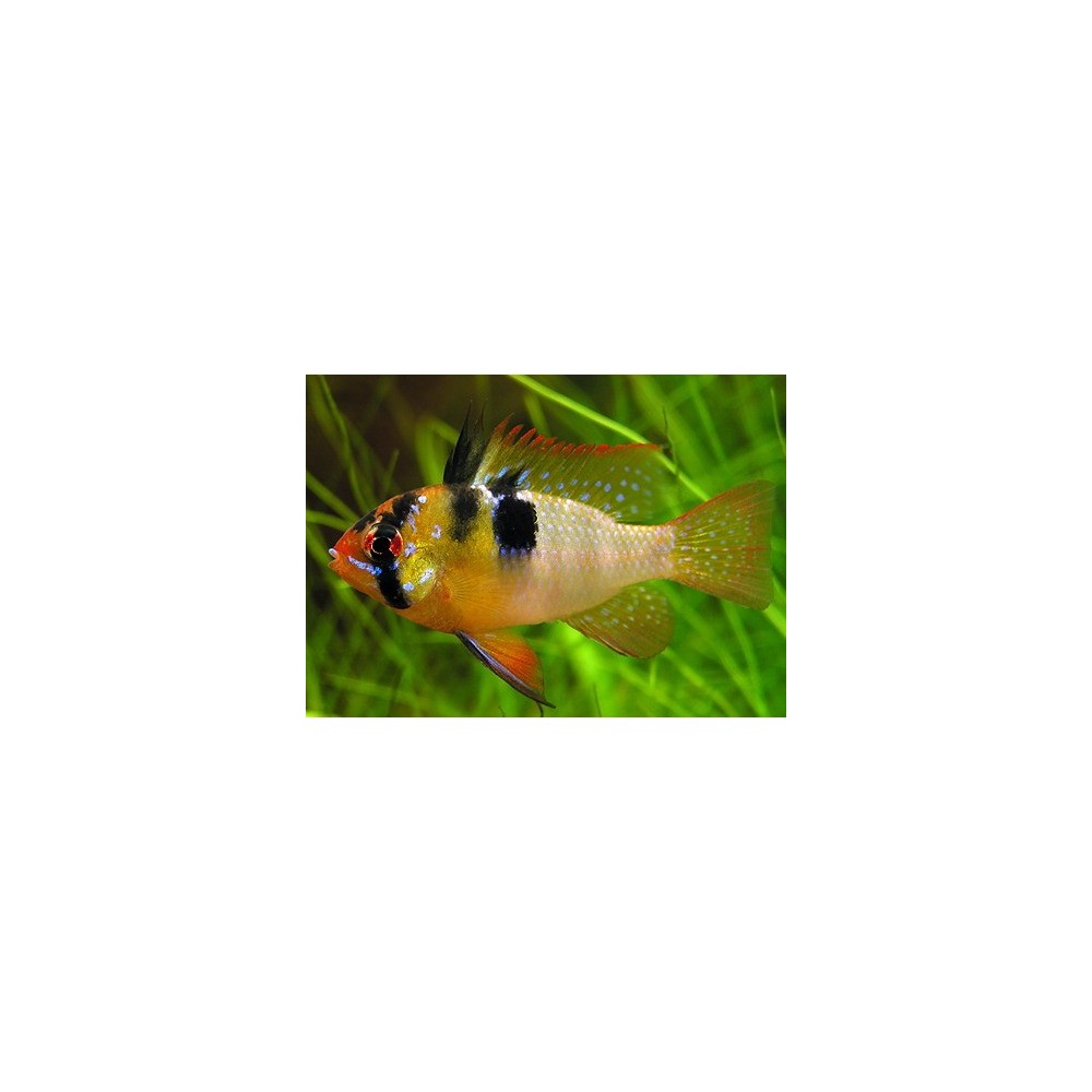 Ramireza