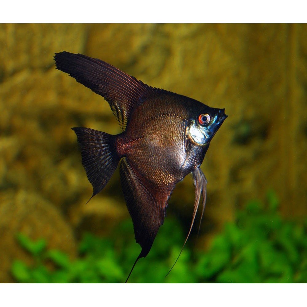 Skaliaras