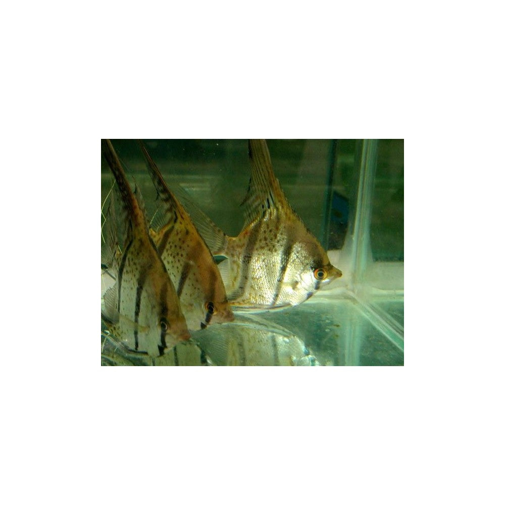 Skaliaras
